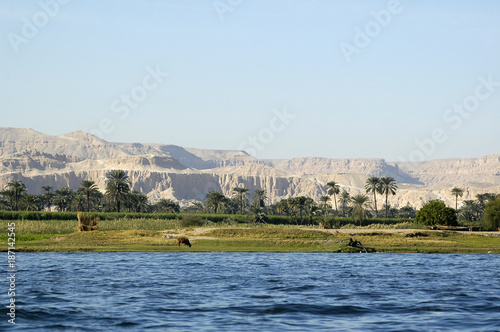 Cow in the Nile river, Aswan