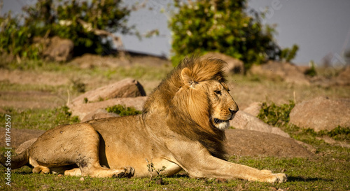 Fototapeta Naklejka Na Ścianę i Meble -  A magnificent male lion scanning the savanna around him in Kenya's Masai Mara National park