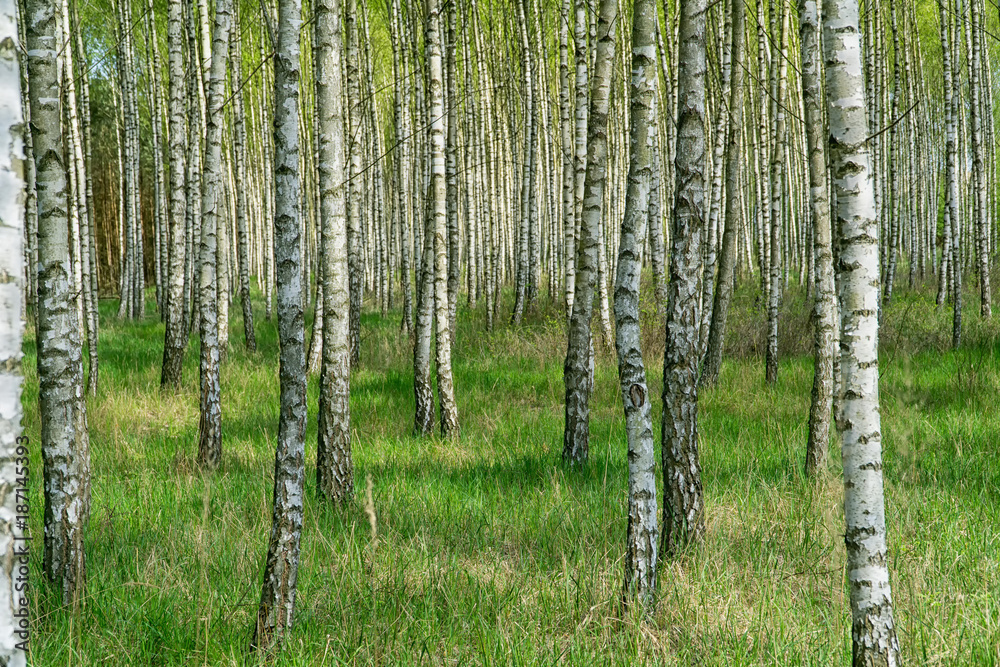 Birch grove in sunny spring day with white trunks of birches and fresh green foliage. Spring forest landscape. Natural background.