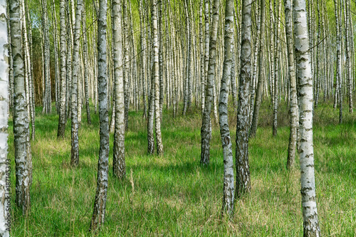 Fototapeta Naklejka Na Ścianę i Meble -  Birch grove in sunny spring day with white trunks of birches and fresh green foliage. Spring forest landscape. Natural background.