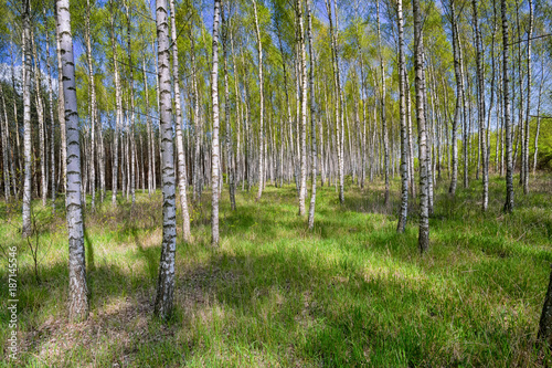 Birch grove in sunny spring day with white trunks of birches  fresh green foliage and blue sky in background. Spring forest landscape. Natural background.
