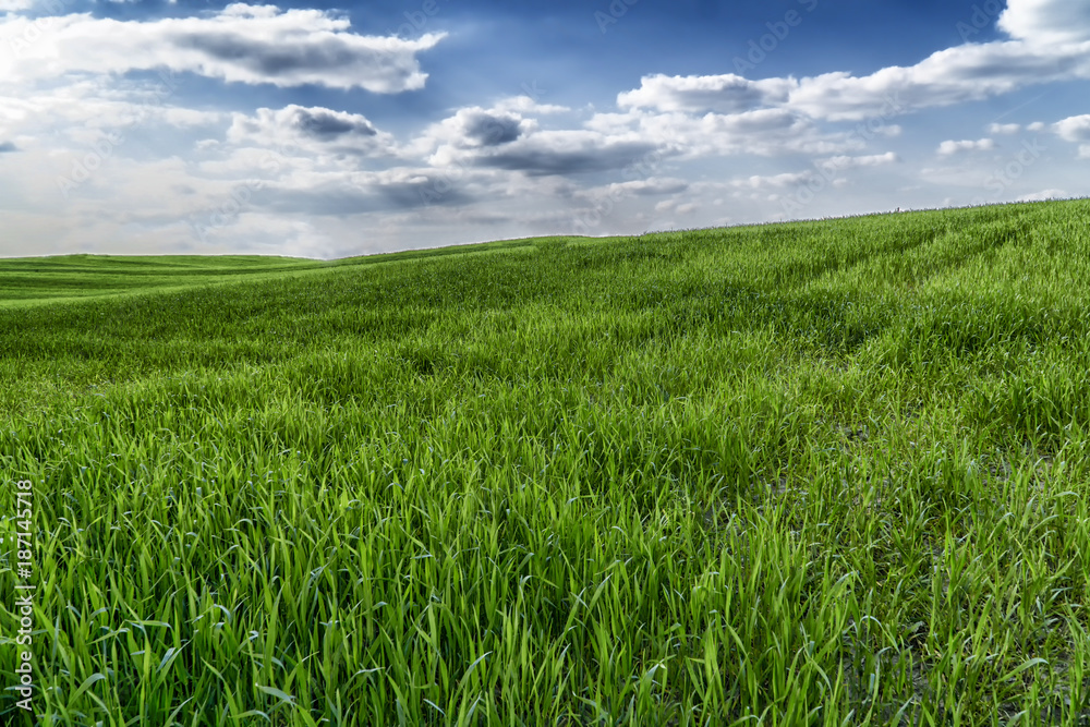 Green grass field in hilly terrain and bright blue sky with clouds. Group od trees on the horizon. Spring natural background. Green grass field in hilly terrain and bright blue sky with clouds. Group od trees on the horizon. Spring natural background.
