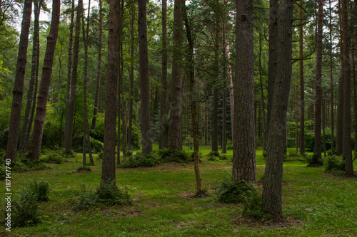 forest in palanga 