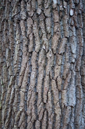 Brown bark of big trees