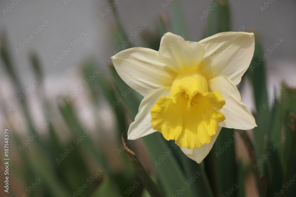 narcissus