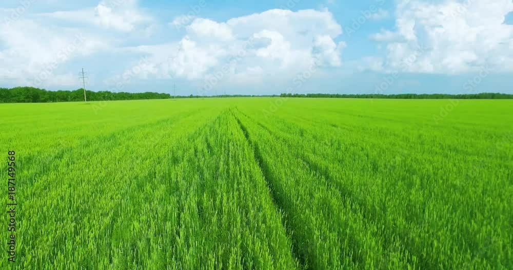 UHD 4K aerial view. Low flight over green and yellow wheat rural field at sunny summer day. Green trees and sun rays on horizon. Fast horizontal movement. UHD 4K aerial view. Low flight over green and yellow wheat rural field at sunny summer day. Green trees and sun rays on horizon. Fast horizontal movement.