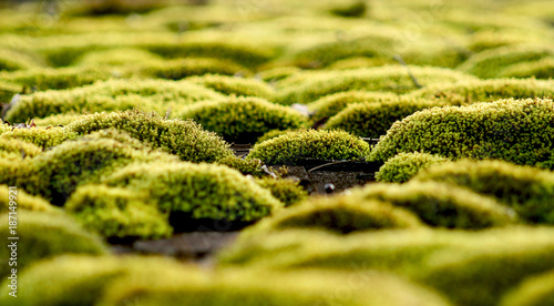 Moss On The Rooftop