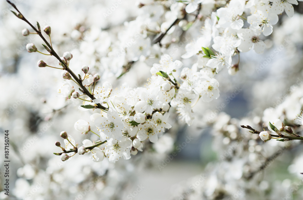 Blossoming of the apricot tree in spring time with white beautiful flowers. Macro image with copy space. Natural seasonal background. Blossoming of the apricot tree in spring time with white beautiful flowers. Macro image with copy space. Natural seasonal background.