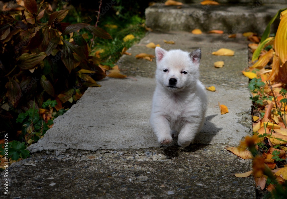 Fototapeta premium a little white puppy