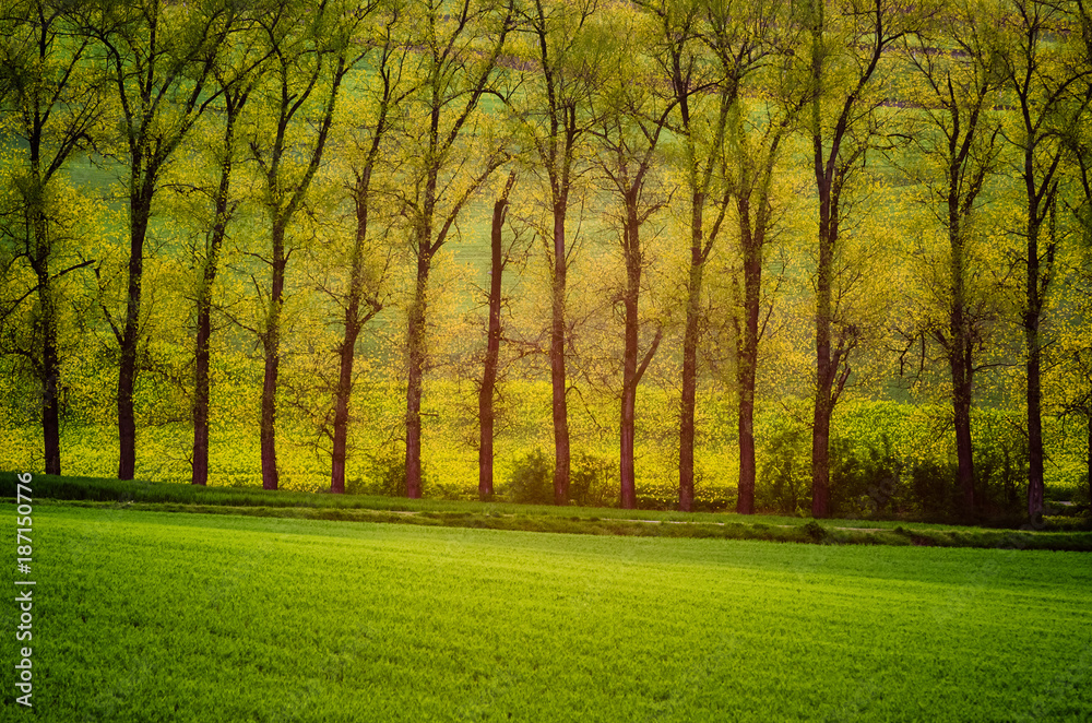 Beautiful golden trees in sun rays with meadow, natural seasonal background