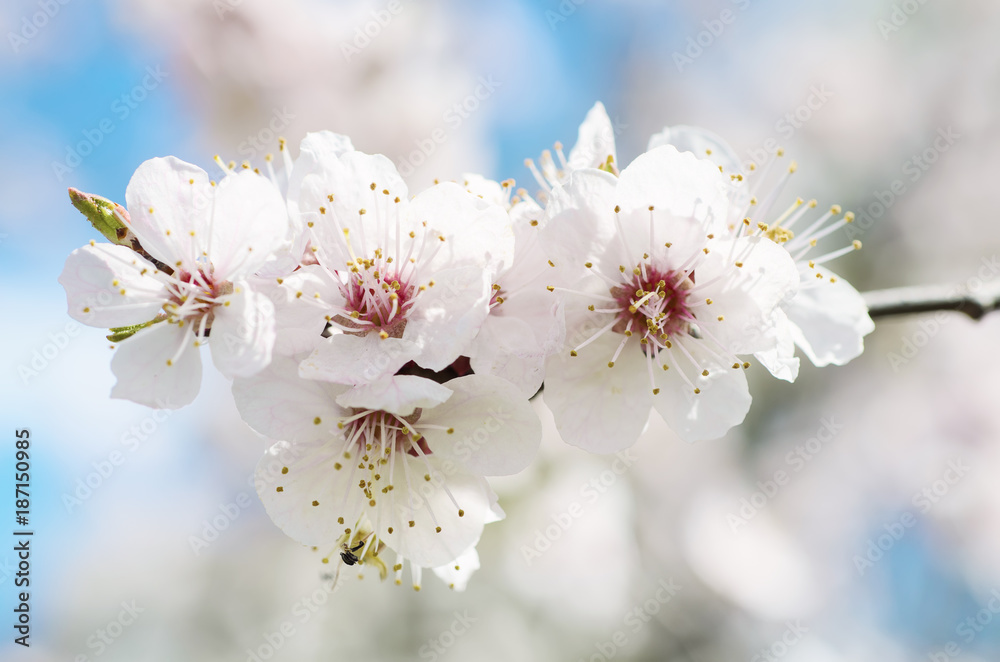 Blossoming of the apricot tree in spring time with white beautiful flowers. Macro image with copy space. Natural seasonal background. Blossoming of the apricot tree in spring time with white beautiful flowers. Macro image with copy space. Natural seasonal background.