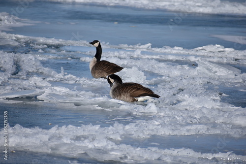 Geese on Frozen Lake Michigan