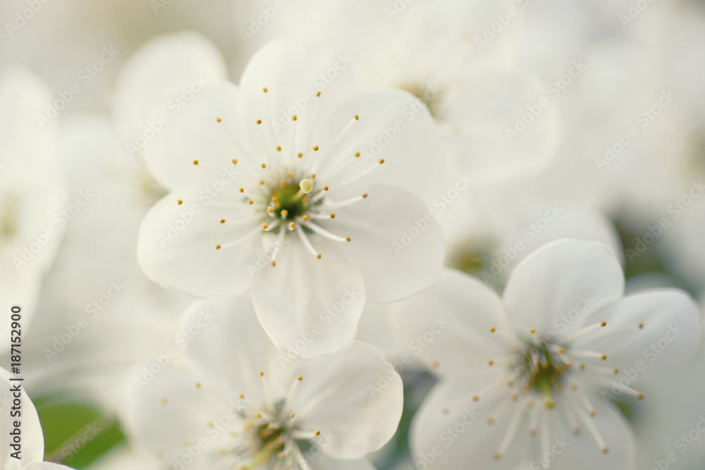 Blossoming of cherry flowers in spring time with green leaves and copyspace, macro Blossoming of cherry flowers in spring time with green leaves and copyspace, macro