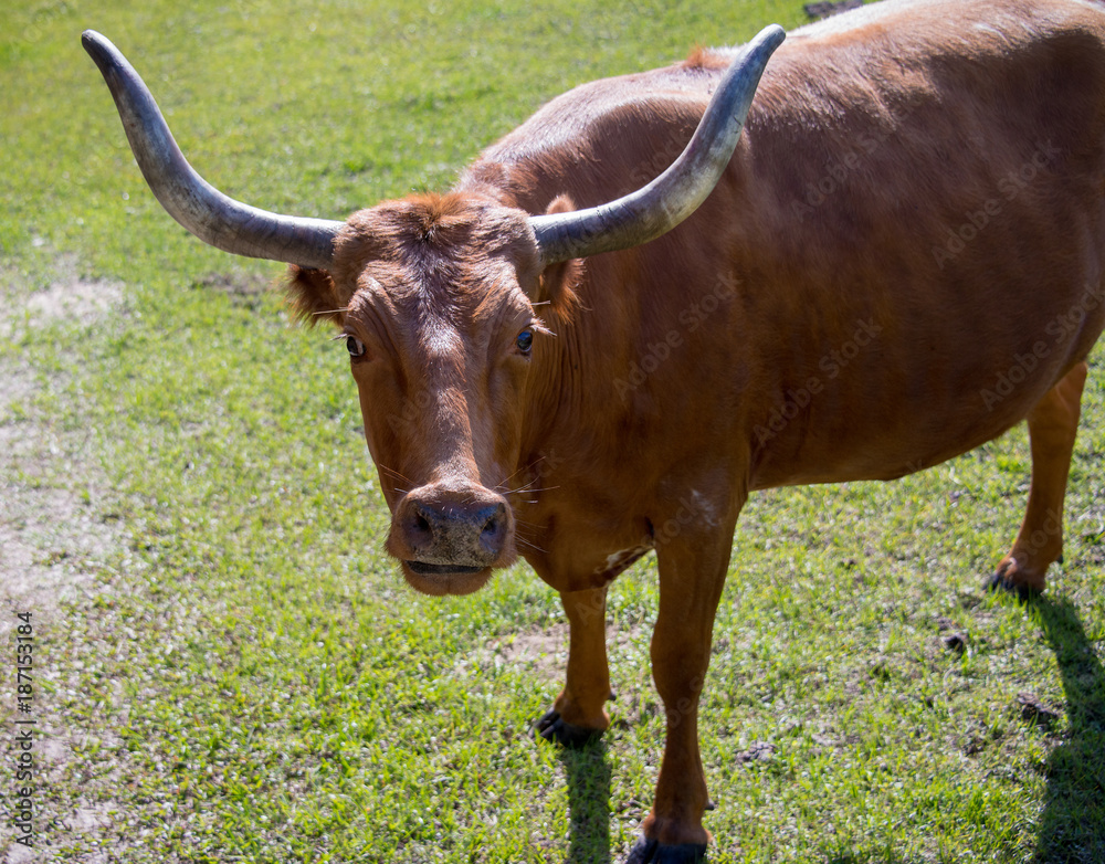 cattle looking big horns