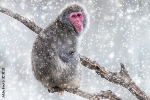 Fotografie Monkey in Blizzard