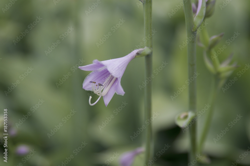 Campanula Campanula