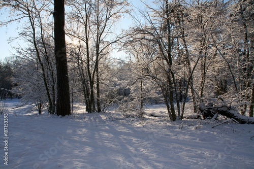 Winterwald mit Sonne