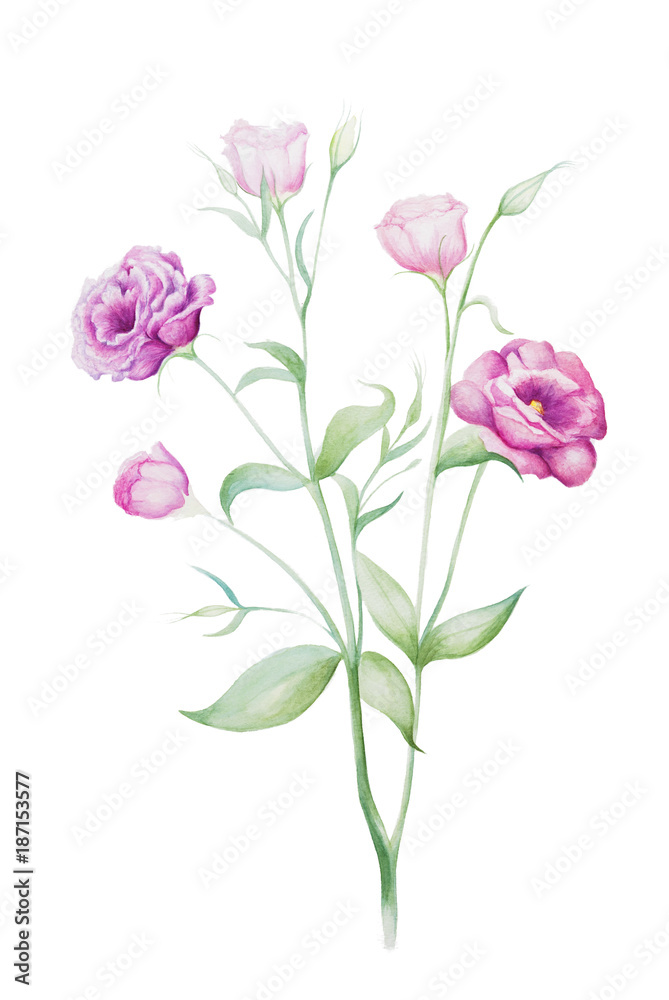 Watercolor painting of eustoma flowers
