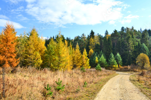 Fototapeta Naklejka Na Ścianę i Meble -  Country road in autumn