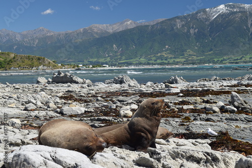 Close up with wild seals relaxing and sleeping on the rocks New Zealand