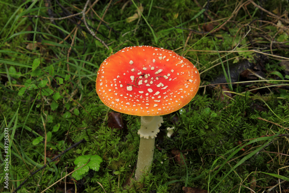 Rain Forest in parts of Alaska produces many mushrooms and they are very colorful along the hiking trails.