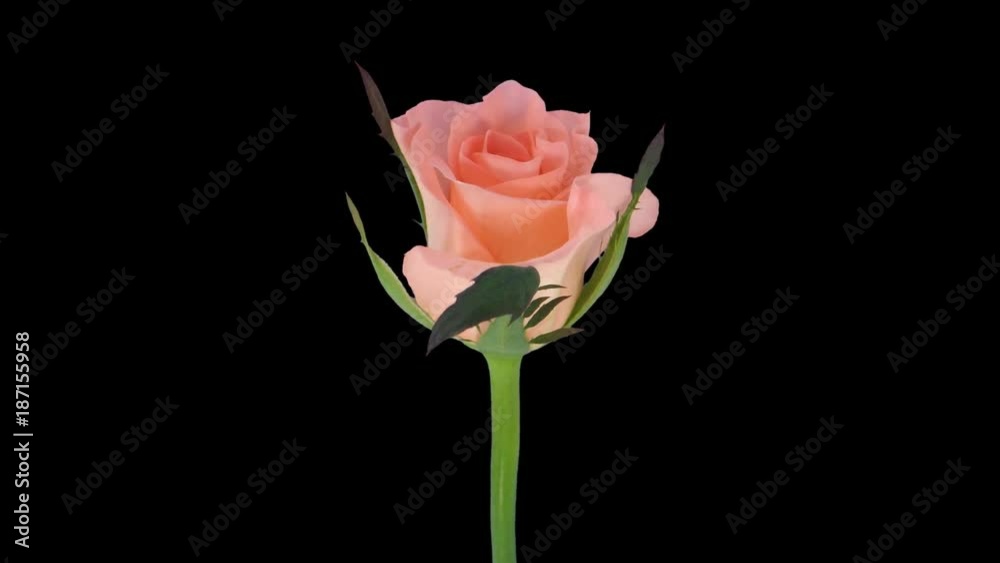 Time-lapse of opening pink Dream rose 1x1 in Animation format with ALPHA transparency channel isolated on black background Time-lapse of opening pink Dream rose 1x1 in Animation format with ALPHA transparency channel isolated on black background