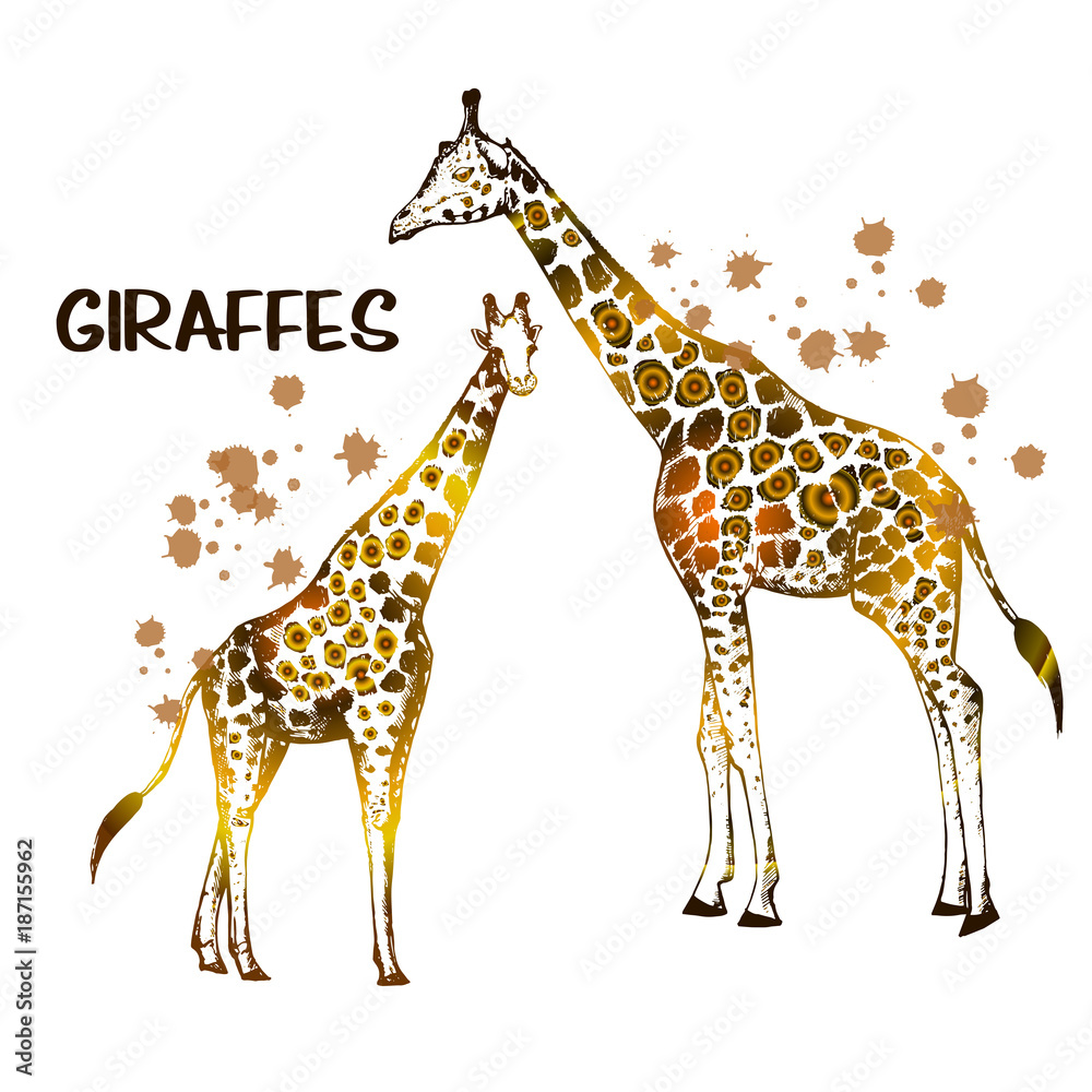 Obraz premium Hand drawn sketch set of giraffes. Vector illustration isolated on white background.