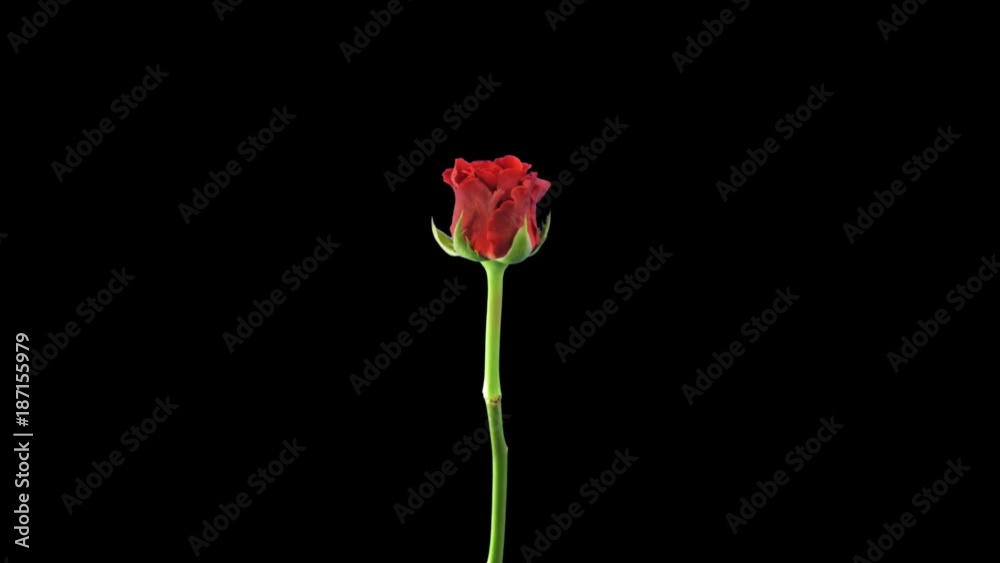 Time-lapse of opening red El Toro rose 3a1 in PNG+ format with ALPHA transparency channel isolated on black background Time-lapse of opening red El Toro rose 3a1 in PNG+ format with ALPHA transparency channel isolated on black background