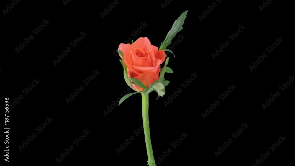 Time-lapse of opening orange Lambada rose 1x1 in Animation codec with ALPHA transparency channel isolated on black background Time-lapse of opening orange Lambada rose 1x1 in Animation codec with ALPHA transparency channel isolated on black background