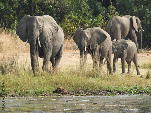 Elefanten in Afrika - Uganda - Wildlife