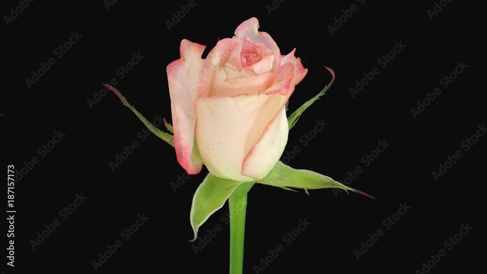 Time-lapse of opening soft pink Revue rose 2x0 in Animation format with ALPHA transparency channel isolated on black background Time-lapse of opening soft pink Revue rose 2x0 in Animation format with ALPHA transparency channel isolated on black background
