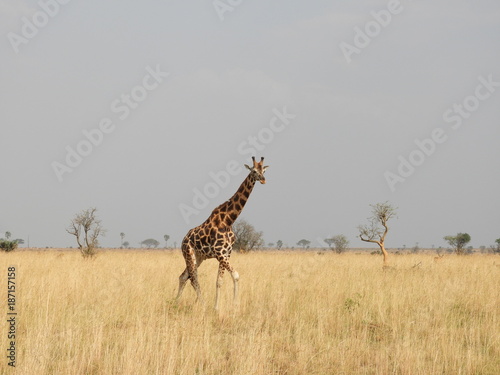This is africa - Giraffe 