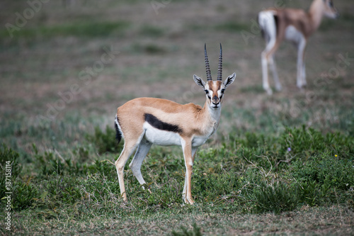 Young male impala in Serengeti