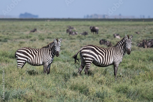 Pair of zebras watching to the camera