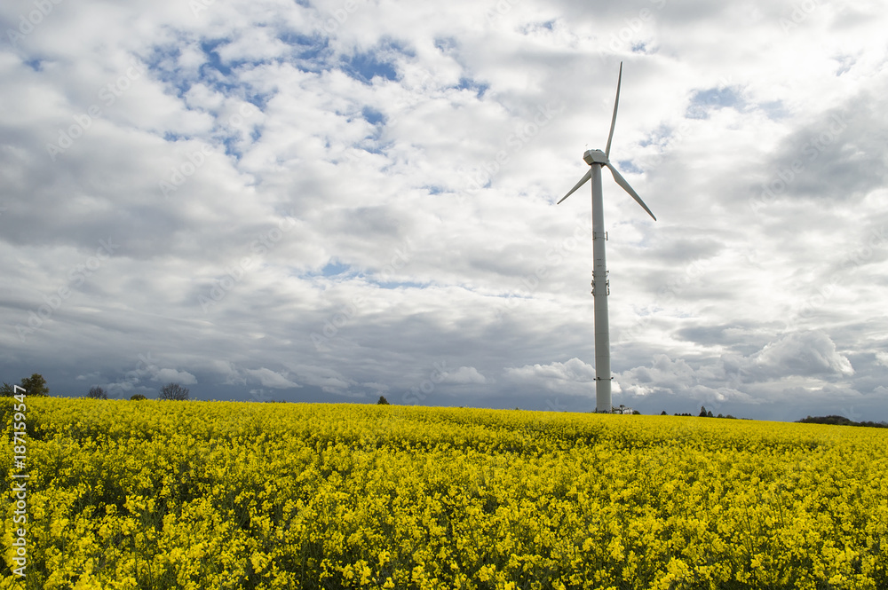 golden field of blossoming rape with blue sky landscape of Germany - plant for green energy and oil industry.windmill on the rapeseed field. golden field of blossoming rape with blue sky landscape of Germany - plant for green energy and oil industry.windmill on the rapeseed field.