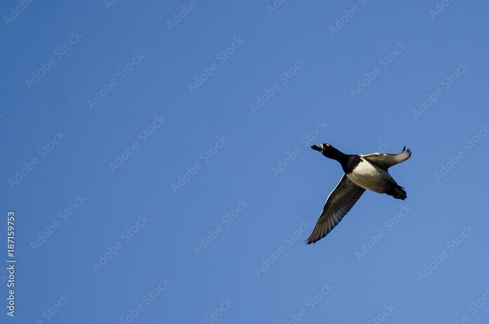 Ring-Necked Duck Flying in a Blue Sky Ring-Necked Duck Flying in a Blue Sky