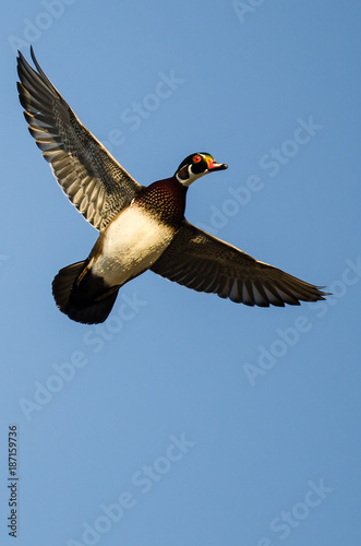 Lone Wood Duck Flying in a Blue Sky © rck