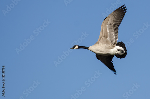 Canada Goose Flying in a Blue Sky