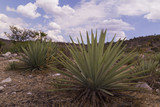 Maguey plants field to produce Mezcal, Puebla, Mexico