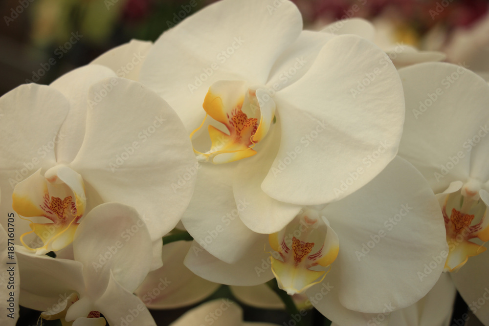 Phalaenopsis orchid Phalaenopsis orchid