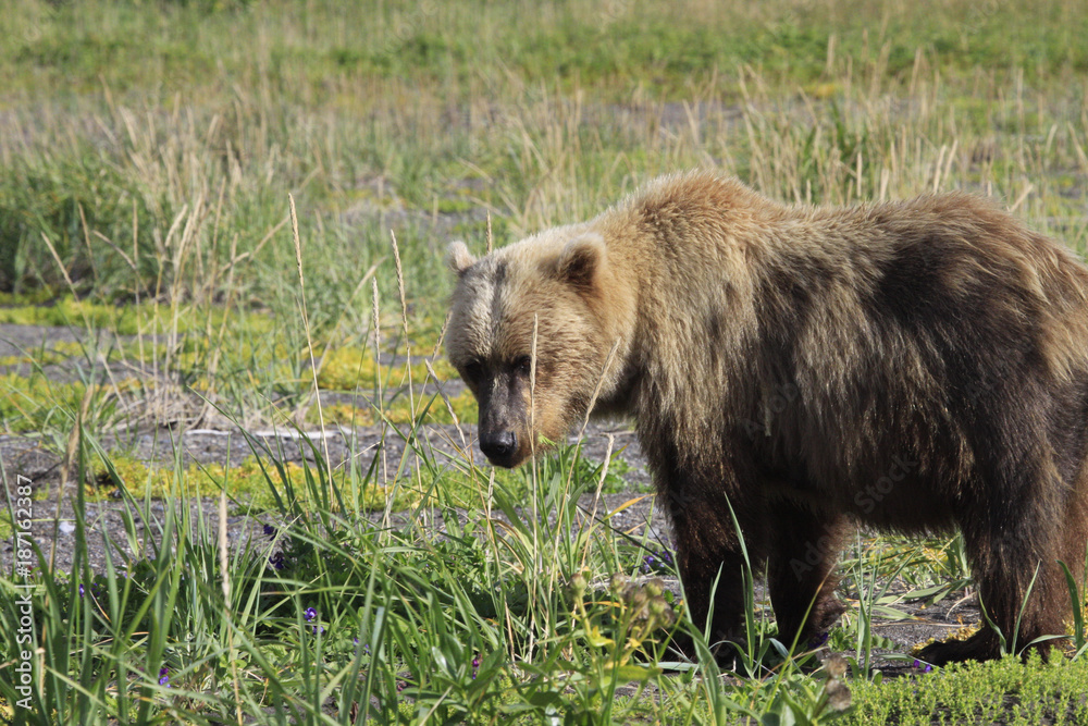 Fototapeta premium Bears in Alaska at Lake Clarke National Refuse