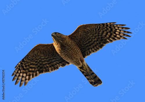 Obraz na plátne Coopers Hawk flies above against a clear blue sky