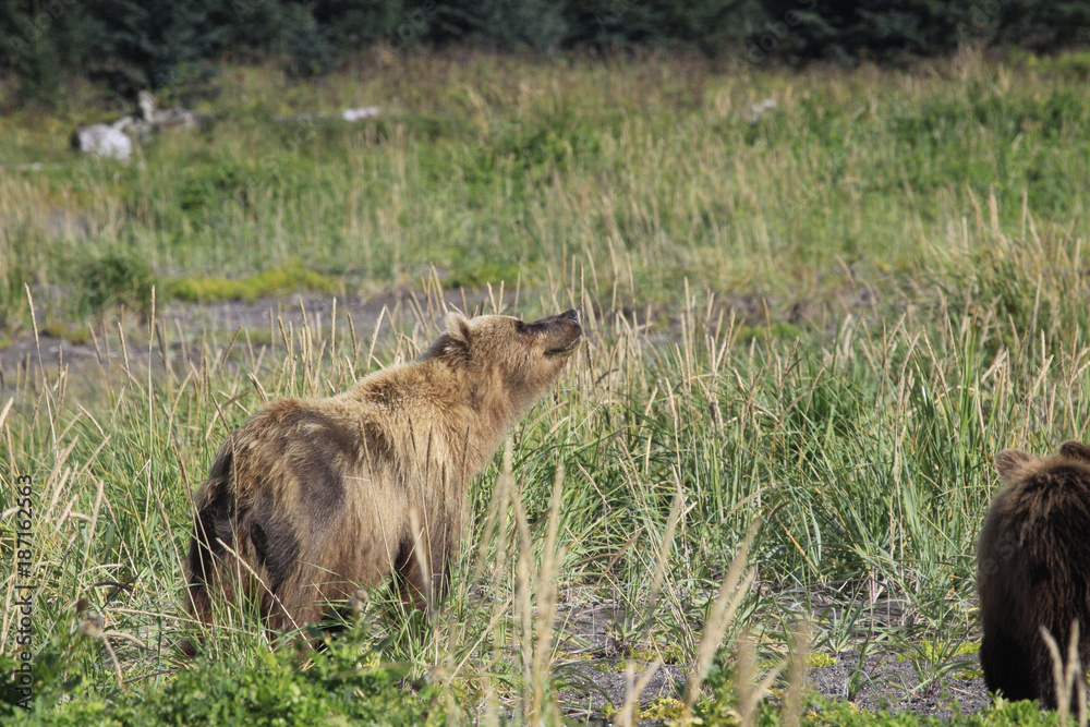 Bears in Alaska at Lake Clarke National Refuse Bears in Alaska at Lake Clarke National Refuse