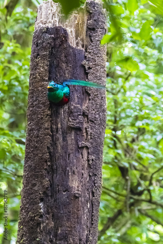 männlicher Quetzal an der Bruthöhle, Pharomachrus mocinno photo