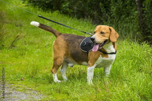 walking with Beagle dog in the summer park