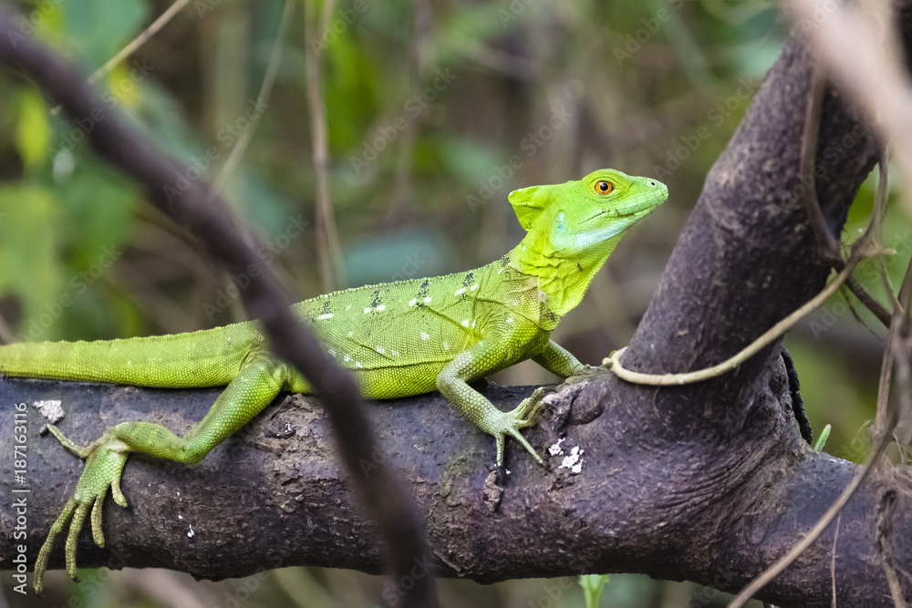 Stirnlappenbasilisk, Basiliscus plumifrons, Federbuschbasilisk Stirnlappenbasilisk, Basiliscus plumifrons, Federbuschbasilisk