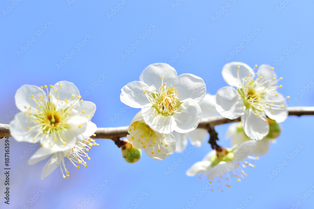 Palm blossom in spring