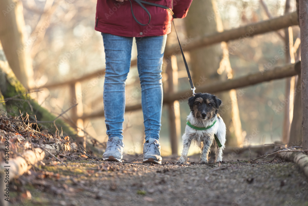 Walk with a cute little dog - Jack Russell Terrier Doggy - Dog handler walks in the forest on a path Walk with a cute little dog - Jack Russell Terrier Doggy - Dog handler walks in the forest on a path