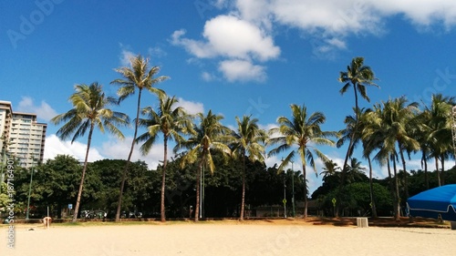 Coconut Palms Oahu © Goichi