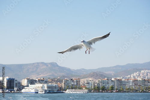 Möve im Flug über dem Meer mit Küstenhintergrung